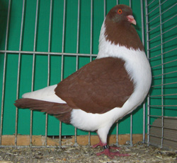 Bohemian Pigeon Red Bohemian Pigeon Red
