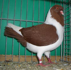 Bohemian Pigeon Red Bohemian Pigeon Red