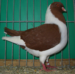 Bohemian Pigeon Red Bohemian Pigeon Red