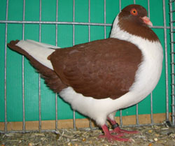 Bohemian Pigeon Red Bohemian Pigeon Red