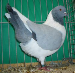Bohemian Pigeon Blue no bars Bohemian Pigeon Blue no bars