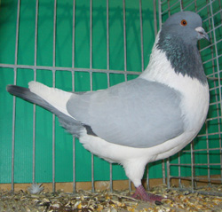 Bohemian Pigeon Blue no bars Bohemian Pigeon Blue no bars