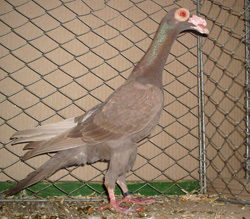 Carrier Brown Carrier Brown