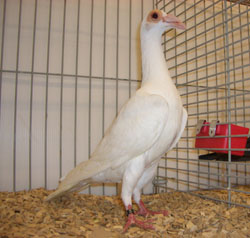Carrier White Carrier White