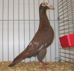 Carrier Red Pied Carrier Red Pied