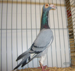 Carrier Blue pied Carrier Blue pied