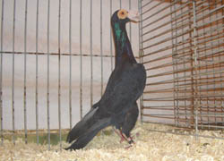 Carrier Black Carrier Black