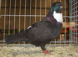 Cauchois Black Cauchois Black