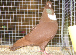 Cauchois Red Cauchois Red