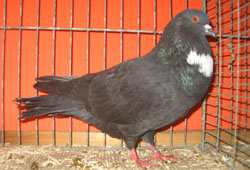 Cauchois Black Cauchois Black