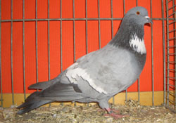 Cauchois Blue with White Bars Cauchois Blue with White Bars