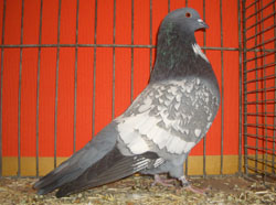 Cauchois Blue Spangle Cauchois Blue Spangle