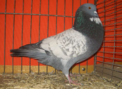 Cauchois Blue Spangle Cauchois Blue Spangle