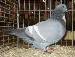 Cauchois Blue with White Bars Cauchois Blue with White Bars