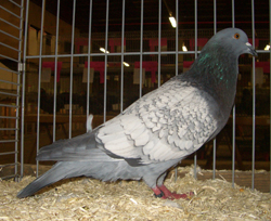 Cauchois Blue Spangle Cauchois Blue Spangle