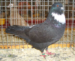 Cauchois Black Cauchois Black