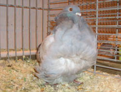 Chinese Owl Ash Blue Chinese Owl Ash Blue
