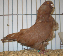 Chinese Owl Red Chinese Owl Red