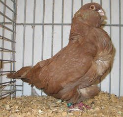 Chinese Owl Red Chinese Owl Red