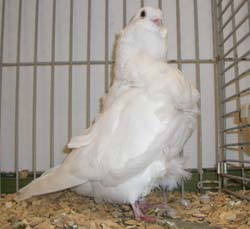 Chinese Owl White Chinese Owl White