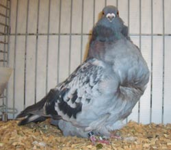 Chinese Owl Checked Blue Chinese Owl Checked Blue