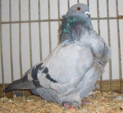 Chinese Owl Ash Blue Chinese Owl Ash Blue