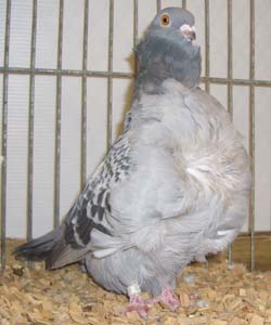Chinese Owl Ash Blue Checked Chinese Owl Ash Blue Checked