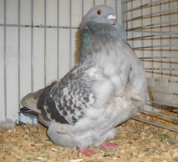 Chinese Owl Ash Blue Checked Chinese Owl Ash Blue Checked