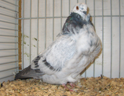 Chinese Owl Blue Grizzle Chinese Owl Blue Grizzle