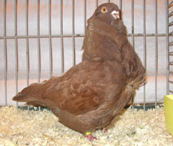 Chinese Owl Red Chinese Owl Red
