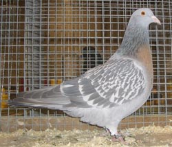 Coburg Lark Larked Coburg Lark Larked