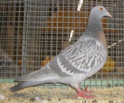 Coburg Lark Larked Coburg Lark Larked