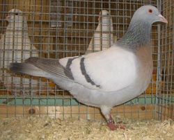 Coburg Lark Meil Coburg Lark Meil