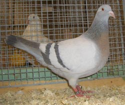 Coburg Lark Meil Coburg Lark Meil
