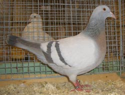 Coburg Lark Meil Coburg Lark Meil