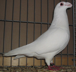 Dragoon White Dragoon White