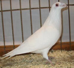 Dragoon White Dragoon White