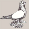 Дрезденский барабанщик
