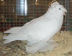 German Double Crested Trumpeter White German Double Crested Trumpeter White