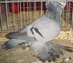 German Double Crested Trumpeter Blue with Black Bars German Double Crested Trumpeter Blue with Black Bars
