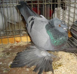German Double Crested Trumpeter Blue with Black Bars German Double Crested Trumpeter Blue with Black Bars