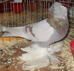 German Double Crested Trumpeter Ash Red German Double Crested Trumpeter Ash Red