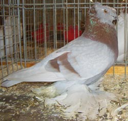 German Double Crested Trumpeter Ash Red German Double Crested Trumpeter Ash Red
