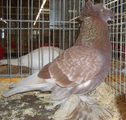 German Double Crested Trumpeter Ash Red Checked German Double Crested Trumpeter Ash Red Checked
