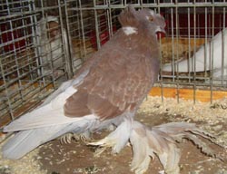 German Double Crested Trumpeter Ash Red Checked German Double Crested Trumpeter Ash Red Checked