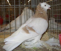 German Double Crested Trumpeter Ash Yellow German Double Crested Trumpeter Ash Yellow