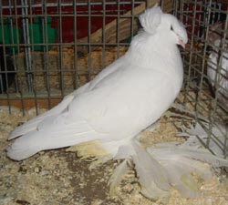 German Double Crested Trumpeter White German Double Crested Trumpeter White