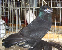 German Double Crested Trumpeter Black Tigerhead German Double Crested Trumpeter Black Tigerhead