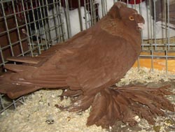German Double Crested Trumpeter Red German Double Crested Trumpeter Red