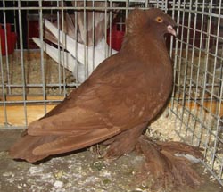 German Double Crested Trumpeter Red German Double Crested Trumpeter Red